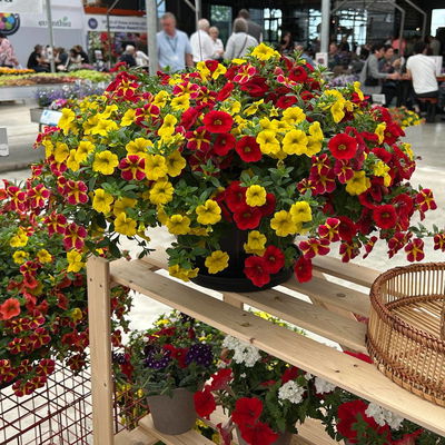 Zauberglöckchen 'Cali-Ton-009', gelb-rot, Topf-Ø 13 cm, 6 Pflanzen Zauberglöckchen 'Cali-Ton-009', gelb-rot, Topf-Ø 13 cm, 6 Pflanzen