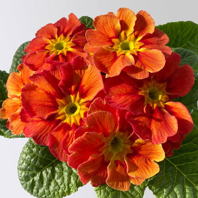 Primel 'Tagetes', gelb-orange-rot, Farben zufällig, Topf-Ø 11 cm, 8 Pflanzen