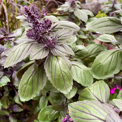 Strauchbasilikum, rosa, Stämmchen, Topf-Ø 19 cm, Höhe ca. 70 cm