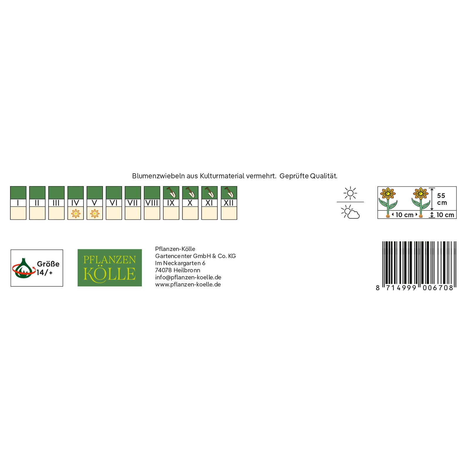 XXL Darwin Hybride Tulpen Apricot Impression rosa/apricot, 7 Blumenzwiebeln XXL Darwin Hybride Tulpen Apricot Impression rosa/apricot, 7 Blumenzwiebeln