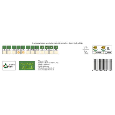 XXL Darwin Hybride Tulpen Apricot Impression rosa/apricot, 7 Blumenzwiebeln XXL Darwin Hybride Tulpen Apricot Impression rosa/apricot, 7 Blumenzwiebeln