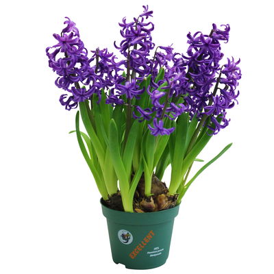 Hyazinthe, weiß, rosa & blau, vorgetrieben, Topf-Ø 14 cm, 3 Pflanzen