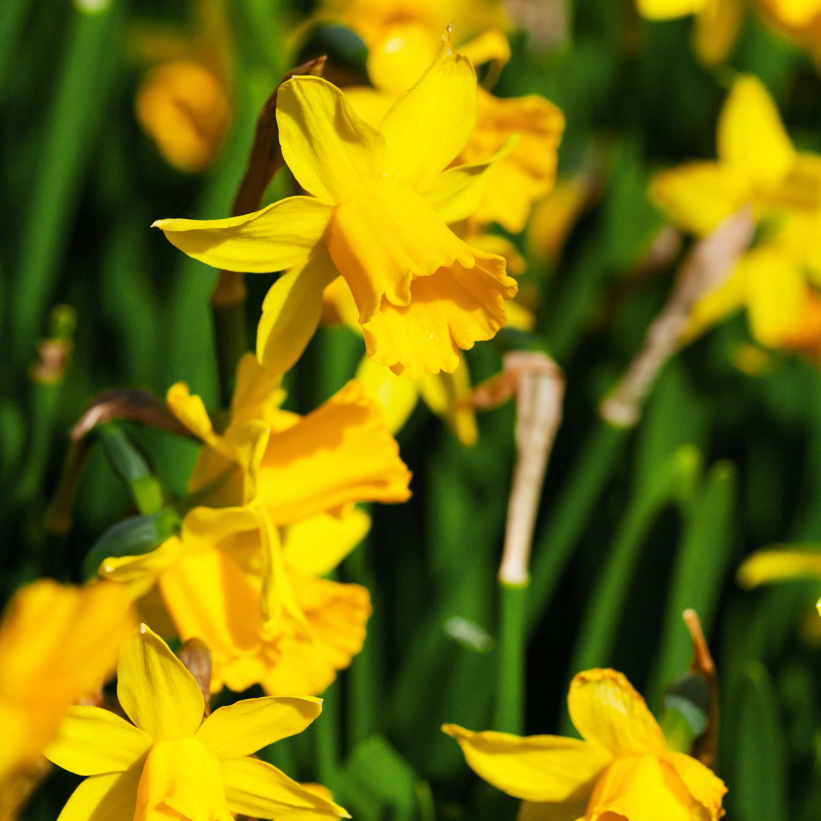 Grabbepflanzung Frühling bunt, 12 Pflanzen