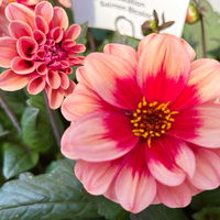 Dahlie 'Revelation Salmon Bicolor' apricot, Topf- Ø 21 cm