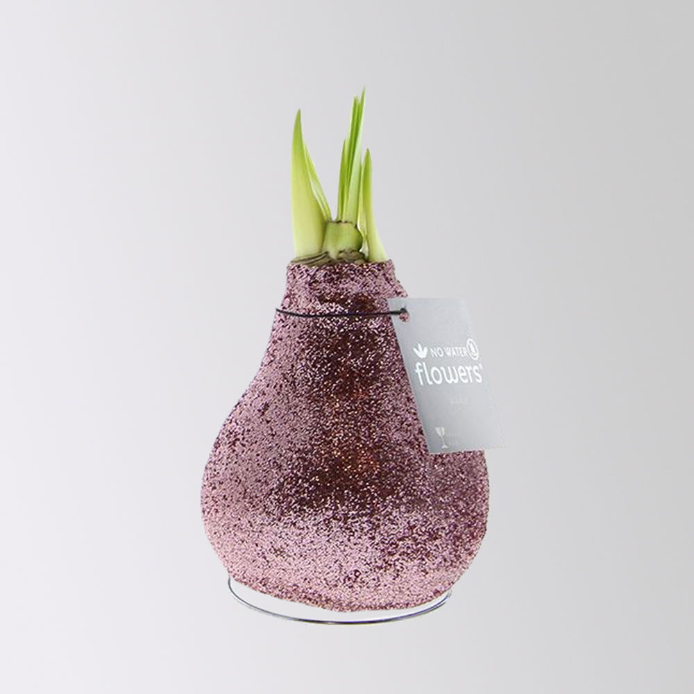 Amaryllis in Wachs, Dekor 'Glitter Charm' nach Verfügbarkeit, Blüte weiß