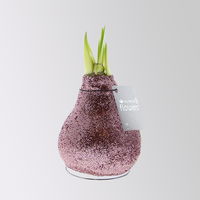 Amaryllis in Wachs, Dekor 'Glitter Charm' nach Verfügbarkeit, Blüte weiß