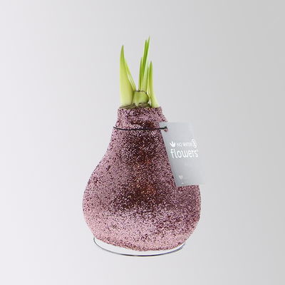 Amaryllis in Wachs, Dekor 'Glitter Charm', Farbe zufällig, Blüte weiß