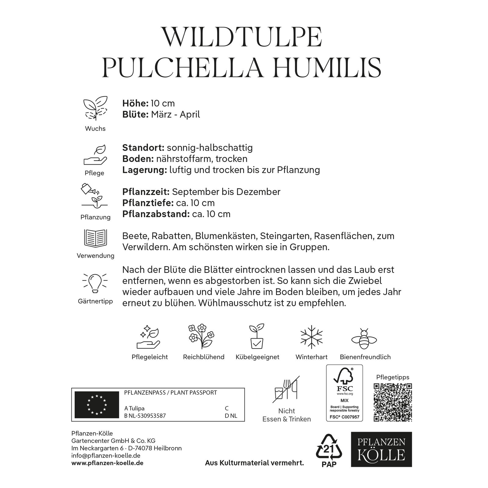 Wildtulpen Pulchella Humilis rosa, 10 Blumenzwiebeln Wildtulpen Pulchella Humilis rosa, 10 Blumenzwiebeln