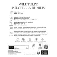 Wildtulpen Pulchella Humilis rosa, 10 Blumenzwiebeln Wildtulpen Pulchella Humilis rosa, 10 Blumenzwiebeln