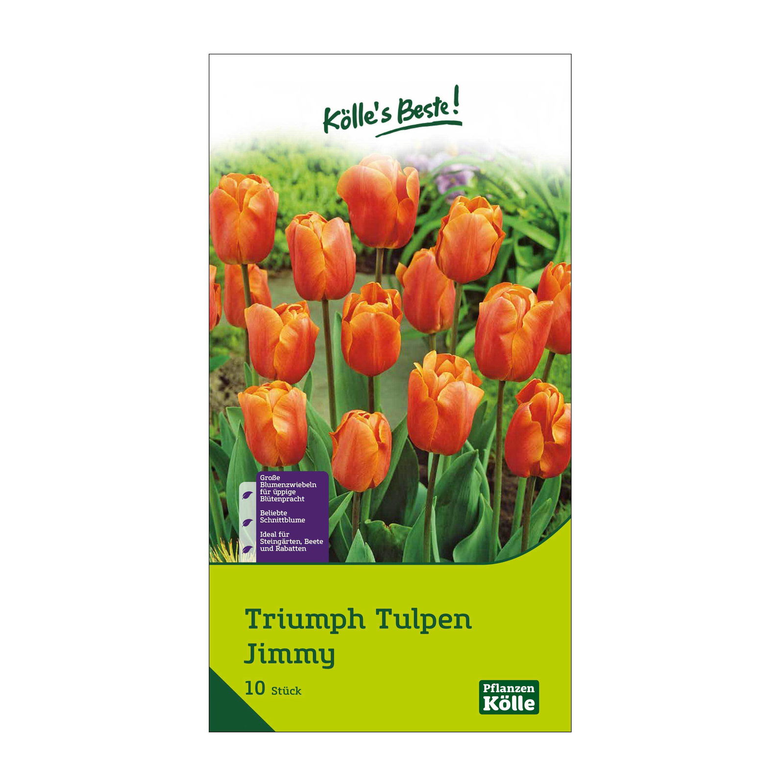 Triumph Tulpen Jimmy rot/orange, 10 Blumenzwiebeln