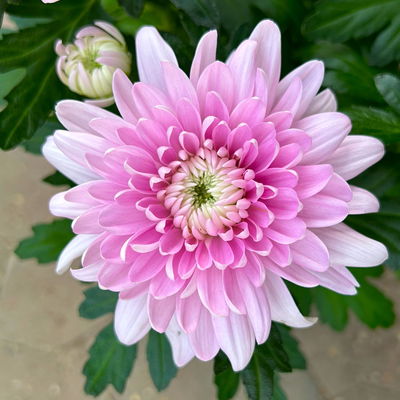 Chrysantheme 'Chrysanne® Zembla', pink, großblumig, Topf-Ø 17 cm, 2 Pflanzen