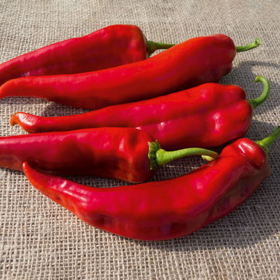 Spitz-Paprikapflanze 'Lipari' F1 Topf-Ø 10,5 cm, 6er-Set