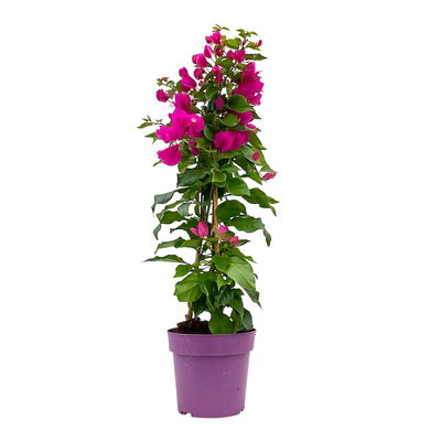 Bougainvillea, Pyramide, Topf-Ø 17 cm, Höhe ca. 65 cm, 2 Pflanzen