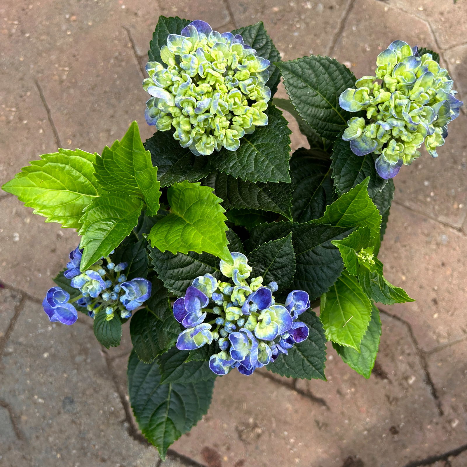 Hortensie 'Curly Wurly®' blau, Topf-Ø 10 cm, 2er-Set