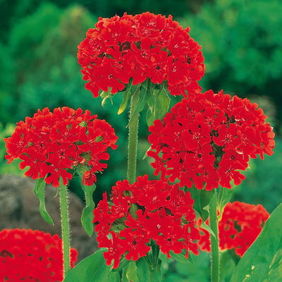 Bio Brennende Liebe rot, Topf 9x9 cm, 3 Pflanzen