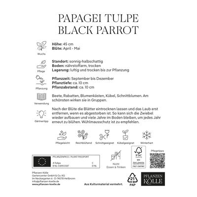 Papageitulpen Black Parrot weinrot, 7 Blumenzwiebeln Papageitulpen Black Parrot weinrot, 7 Blumenzwiebeln