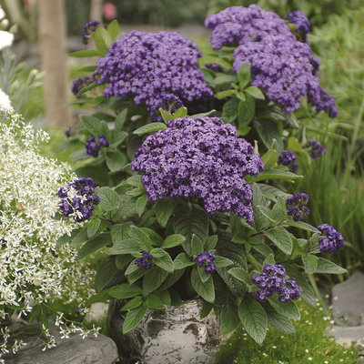 Pflanzenkreation 'Duft', 12 Pflanzen inkl. Erde und Dünger