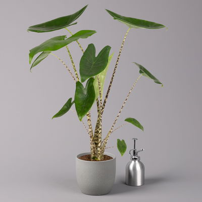 Alocasia 'Zebrina', Topf-Ø 14 cm, Höhe ca. 45 cm