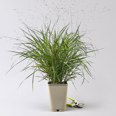 Bio Rutenhirse 'Squaw', rosa, Topf 5 Liter