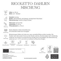 Kölles Beste Rigoletto-Dahlien Mischung, 3 Blumenknollen Kölles Beste Rigoletto-Dahlien Mischung, 3 Blumenknollen