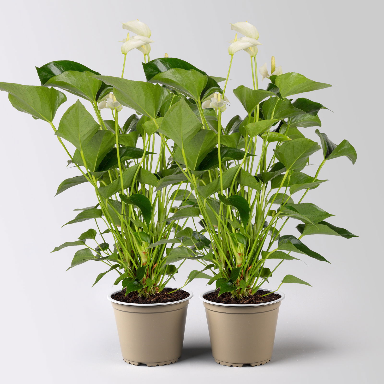 Flamingoblume 'White Champion', weiß,  Topf-Ø 14 cm, Höhe ca. 50 cm, 2Pflanzen