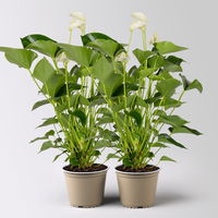 Flamingoblume 'White Champion', weiß,  Topf-Ø 14 cm, Höhe ca. 50 cm, 2Pflanzen