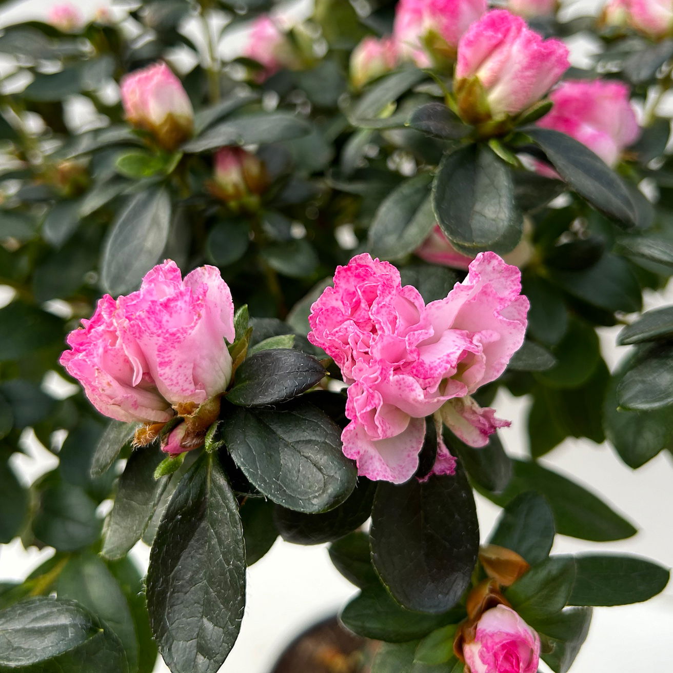 Azalee, Stämmchen, Farbe zufällig, gefüllt, im Übertopf Vibes weiß, Topf-Ø 13cm