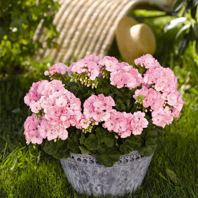 Geranie hellrosa, stehend, Topf-Ø 13 cm, 6 Pflanzen