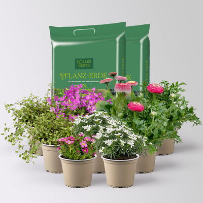 Pflanzenkreation Gartenromantik, 9 Pflanzen inkl. Erde