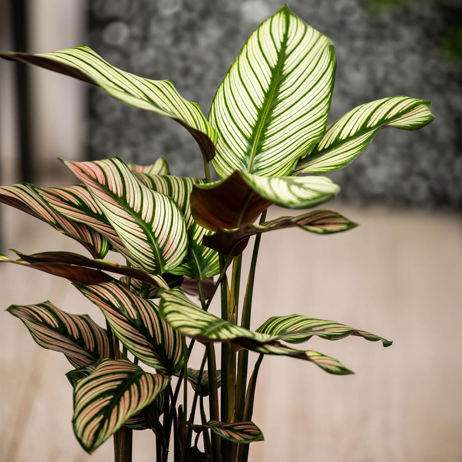 Calathea majestica 'Whitestar', Topf-Ø 14 cm, Höhe ca. 35-45 cm