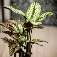 Calathea majestica 'Whitestar', Topf-Ø 14 cm, Höhe ca. 35-45 cm