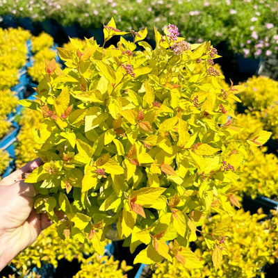 Gelbblättrige Zwergsommerspiere 'Golden Princess', purpurrosa, Topf 5 Liter