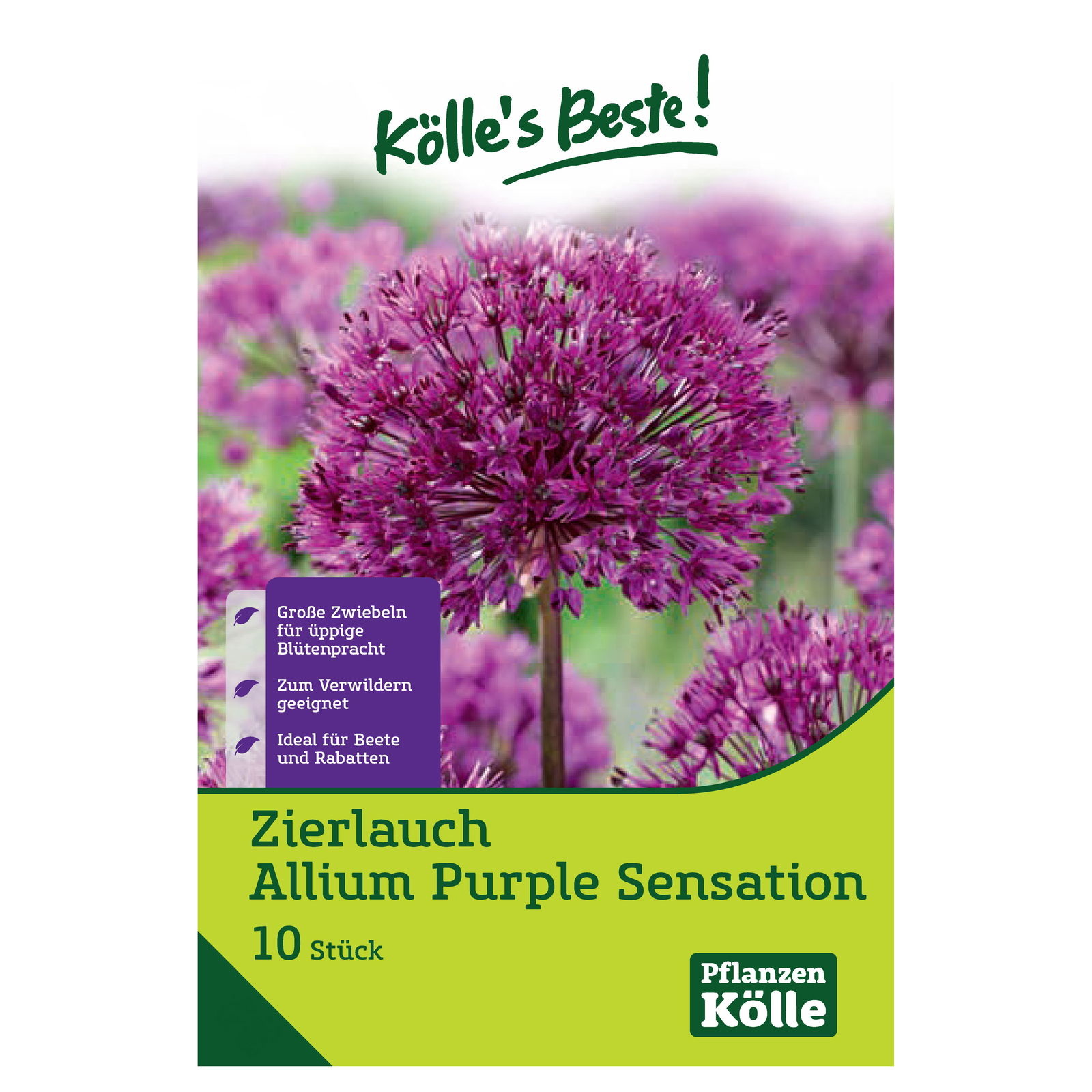 Allium Purple Sensation (Zierlauch) purpur, 10 Blumenzwiebeln