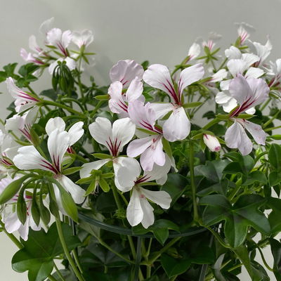 Geranie 'Rainbow White', weiß, hängend, Topf-Ø 13 cm, 6 Pflanzen