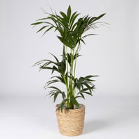 Kentiapalme in Korb Osaka, Topf-Ø 19 cm, Höhe ca. 80-110 cm