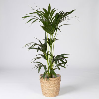Kentiapalme in Korb Osaka, Topf-Ø 19 cm, Höhe ca. 80-110 cm