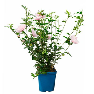 Duo-Gartenhibiskus 'White Chiffon®' und 'Pink Chiffon®', weiß + pink, 5 lt. Topf Duo-Gartenhibiskus 'White Chiffon®' und 'Pink Chiffon®', weiß + pink, 5 lt. Topf