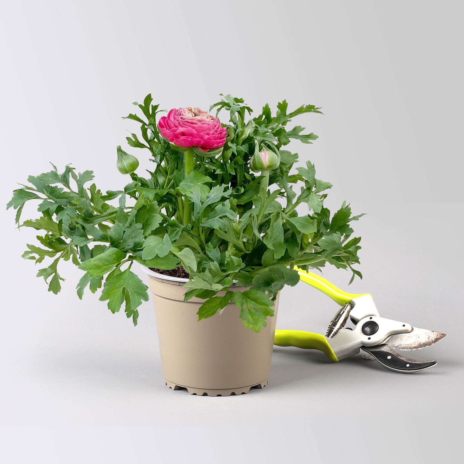 Ranunkel, rosa, Topf-Ø 13 cm, 6 Pflanzen