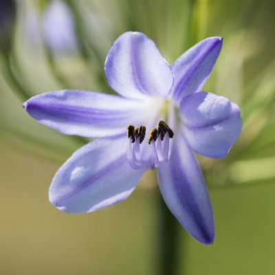 Agapanthus 'Summer Love™', blau, Topf-Ø 17 cm, 2 Pflanzen