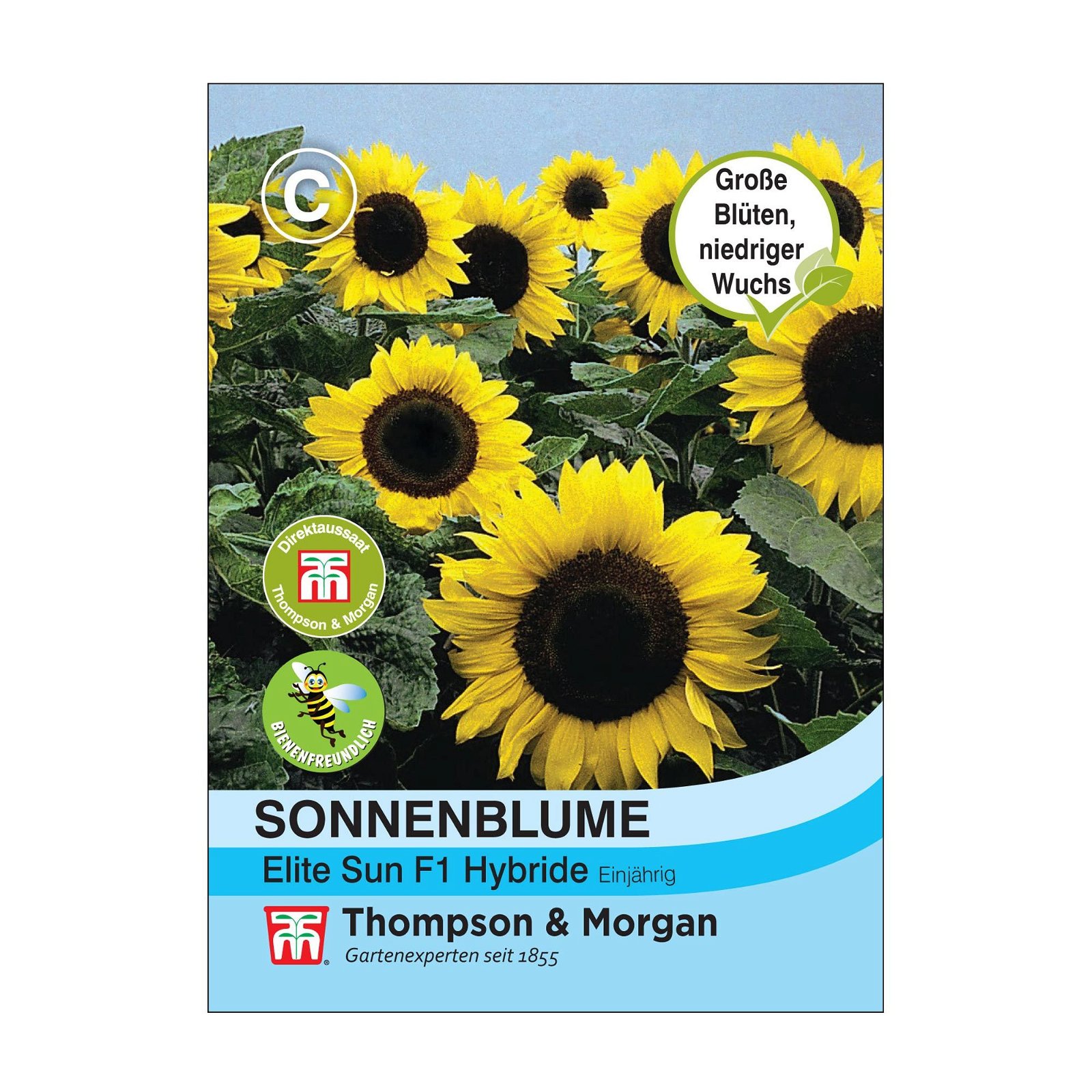 Sonnenblume (Helianthus annuus) Elite Sun F1 Hybride / einjährig, robust, hoch