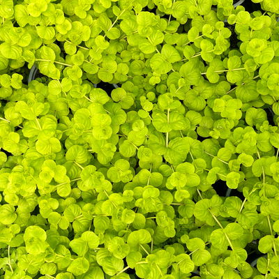 Bio Pfennigkraut 'Goldilocks', gelb, Topf-Ø 12 cm, 6 Stück