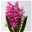 Hyazinthe rosa, vorgetrieben, Topf-Ø 9 cm, 9er-Set