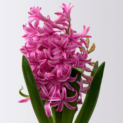 Hyazinthe rosa, vorgetrieben, Topf-Ø 9 cm, 9 Pflanzen