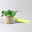 Zimmerpflanzenset 'Porzellanblumenliebe', Topf-Ø 10,5 cm, 3 Pflanzen