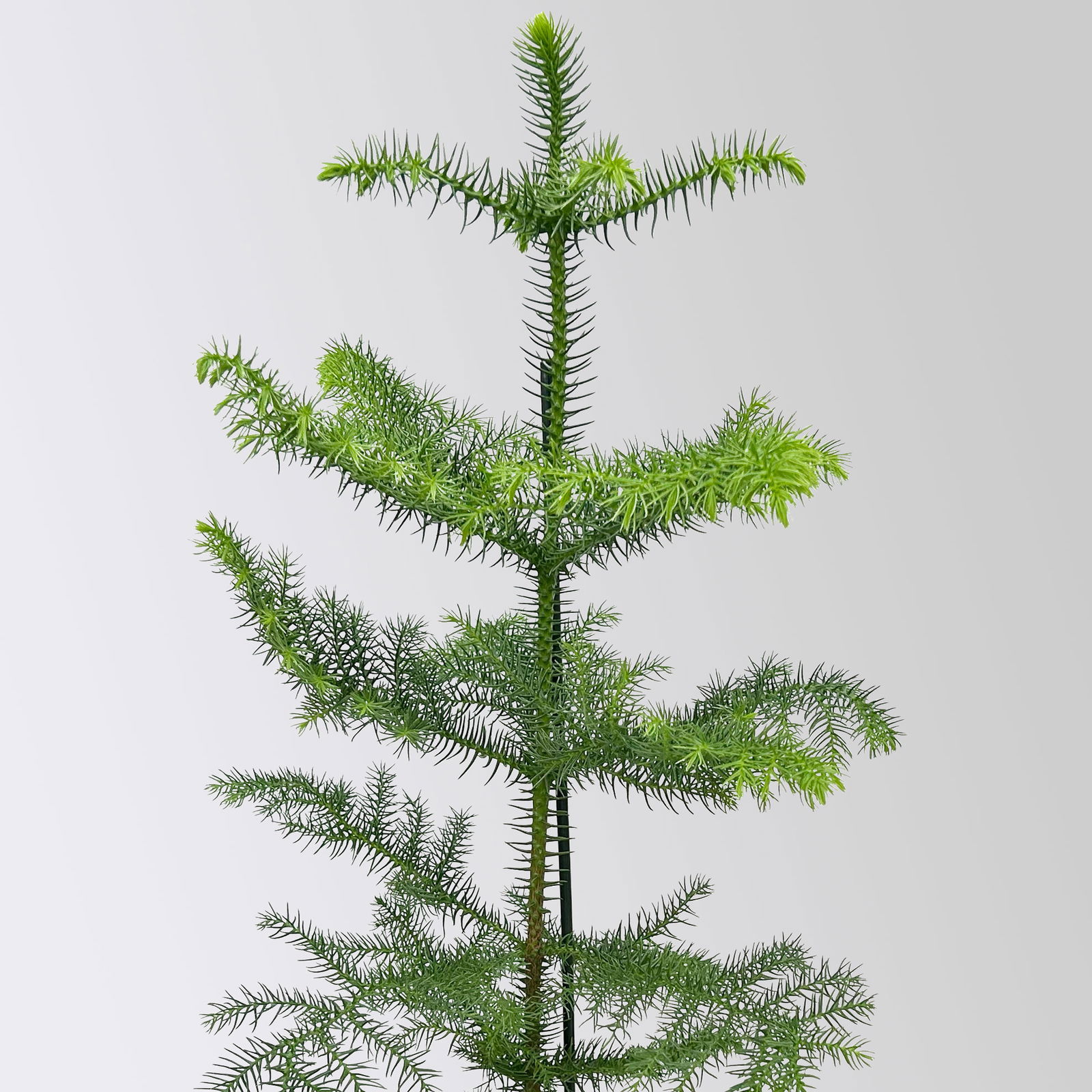 Zimmertanne, Topf-Ø 14 cm, Höhe ca. 50 cm, 2 Pflanzen