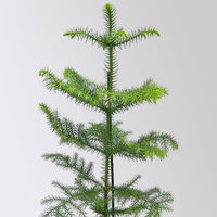 Zimmertanne, Topf-Ø 14 cm, Höhe ca. 50 cm, 2 Pflanzen