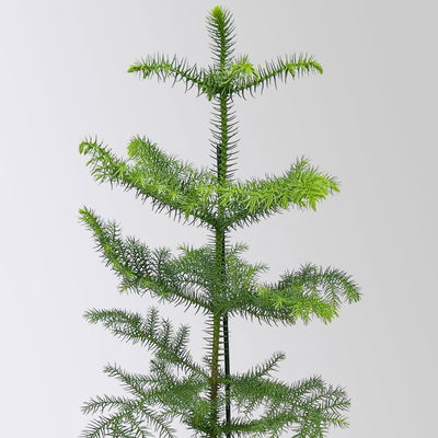 Zimmertanne, Topf-Ø 14 cm, Höhe ca. 50 cm, 2 Pflanzen