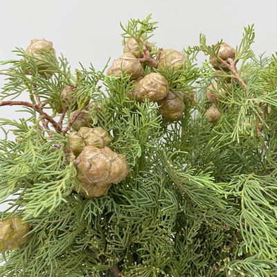 Zypressenzweige mit Zapfen im Handbund, grün, ca. 50 cm lang, 3 Bund Zypressenzweige mit Zapfen im Handbund, grün, ca. 50 cm lang, 3 Bund