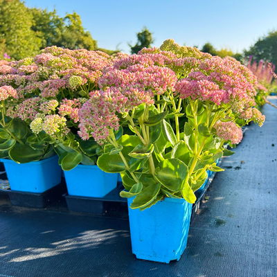 Garten-Fetthenne 'Herbstfreude' rosa, Topf 11x11 cm, 3 Pflanzen