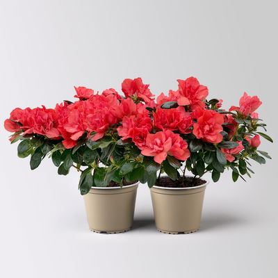 Azalee Hortinno® 'Christine Siena' rot, Topf-Ø 13 cm, Höhe ca. 25 cm, 2 Pflanzen